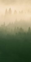 Forest Fog